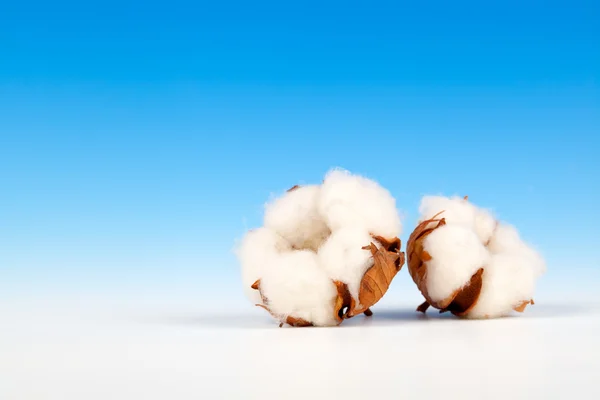 Cotton soft plant with reflection on blue background — Stock Photo, Image