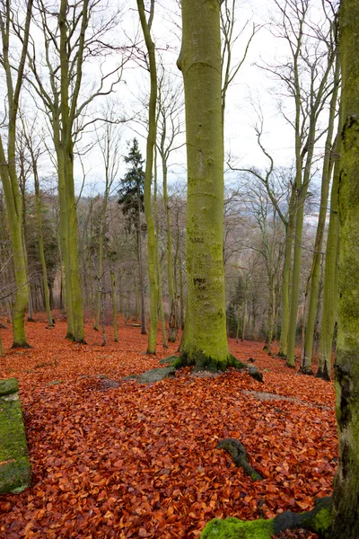 Luminoso tappeto di foglie nella foresta di latifoglie Karlovy Vary, Repubblica Ceca R — Foto Stock