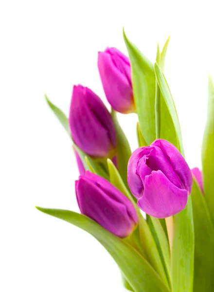 Schöne Tulpen auf weißem Grund - Blumen und Teller — Stockfoto