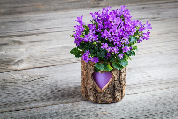 Blauwe Campanula bloemen houten achtergrond — Stockfoto