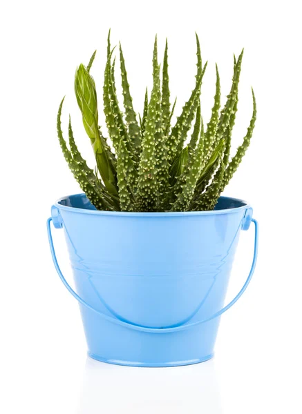 Aloe humilis är en art i släktet aloe, på vit bakgrund — Stockfoto