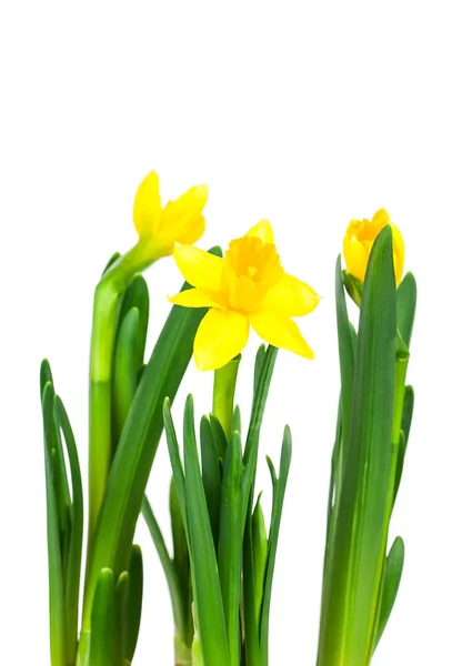 Flor de daffodil ou buquê de narciso isolado em backgroun branco — Fotografia de Stock