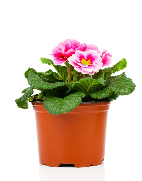 Bela primula rosa em vaso de flores, isolado em branco — Fotografia de Stock