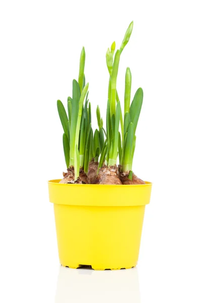 Daffodils (Narcissus) in flower pot — Stock Photo, Image