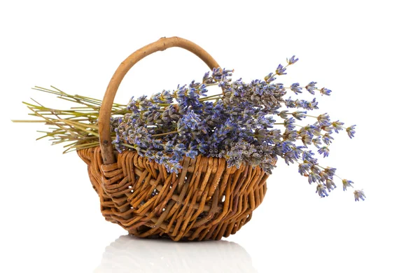 Bloem van de droge lavendel in een mand, geïsoleerd op witte achtergrond — Stockfoto