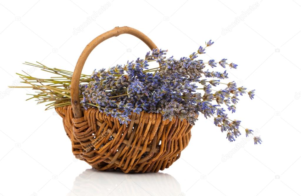 Dry lavender flower in a basket, isolated on white background