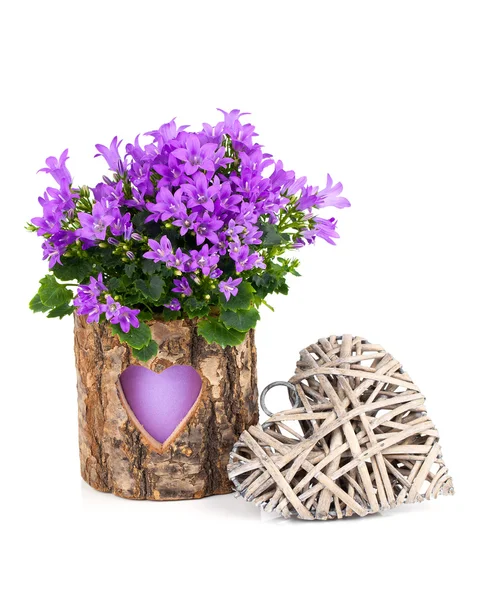 Flores de campanilla azul para el día de San Valentín con corazón de madera, en — Foto de Stock