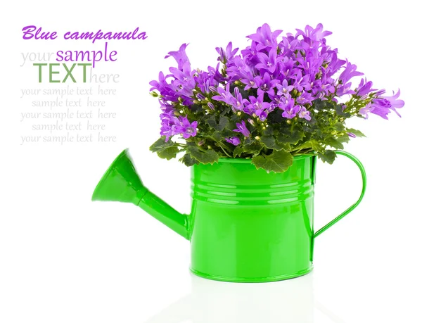 Blue campanula flower in a green water-pot isolated on white. — Stock Photo, Image