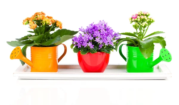 Blå kamanula og kalanchoe Calandiva blomster, på hvit bakgård – stockfoto