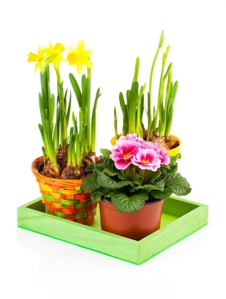 Bunte Frühlingsblumen in Töpfen auf weißem Hintergrund. rosa Primel — Stockfoto