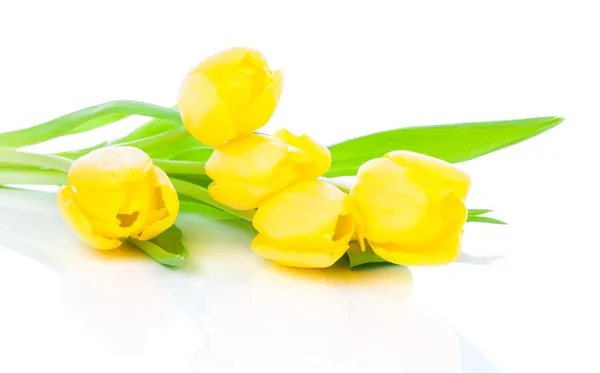 Bouquet of yellow tulips, isolated on white background — Stock Photo, Image