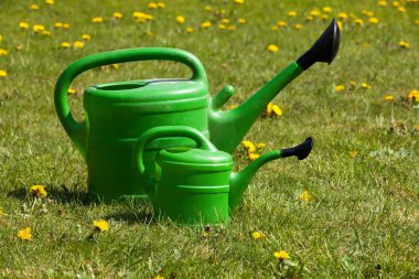 İki papatyalar bir alanda sulama olabilir yeşil.