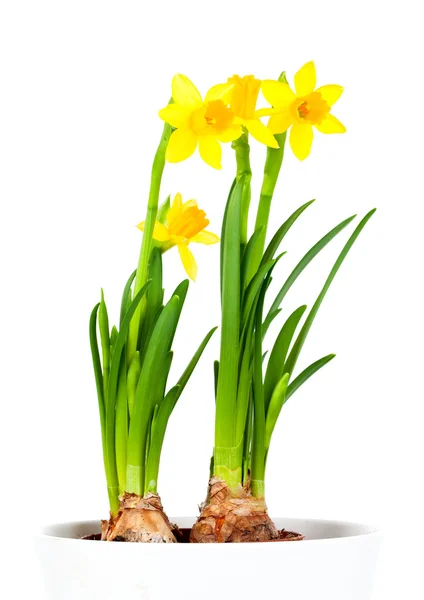 Narcissen (narcissus) in bloempot — Stockfoto