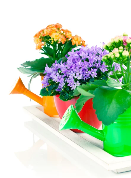 Blue campanula and kalanchoe Calandiva flowers, on white backgro — Stock Photo, Image