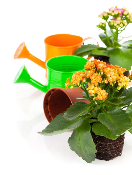 Kalanchoe home flower in a flower pot. on white background — Stock Photo, Image