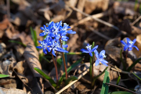 Siberische peruviana blauwe bloemen in de lente — Stockfoto