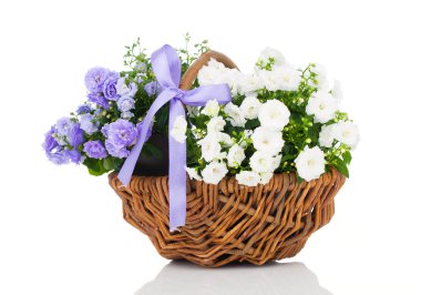 hasır sepet, ISO mavi ve beyaz Campanula terry çiçekler