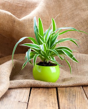 Yeşil Chlorophytum bitki tencerede çul ahşap backgr üzerinde