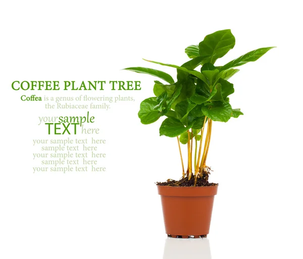 Koffie plant boom groeien zaailing in bodem stapel geïsoleerd op whit — Stockfoto