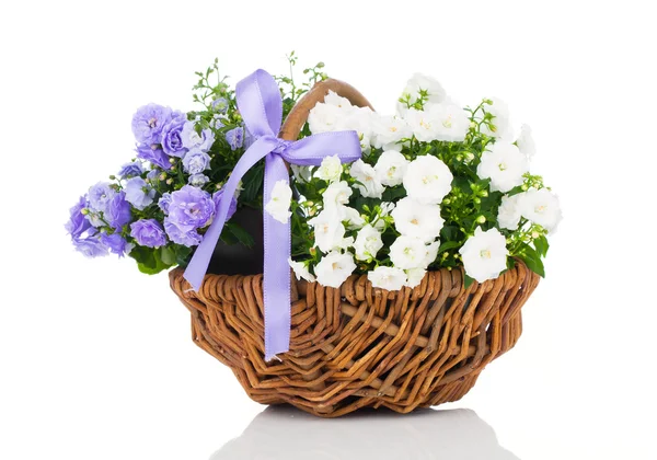 Blue and white Campanula terry flowers in the wicker basket, iso — Stock Photo, Image