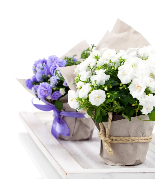 Campanula terry com flores azuis e brancas em embalagens de papel , — Fotografia de Stock