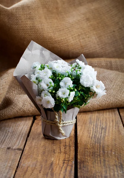 White Campanula terry flowers in paper packaging, on sackcloth, — Stock Photo, Image