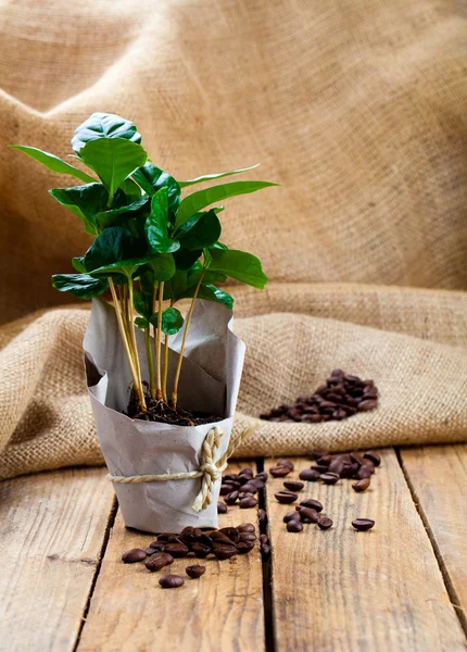 Árvore de planta de café em embalagens de papel em pano de saco, backgr de madeira — Fotografia de Stock