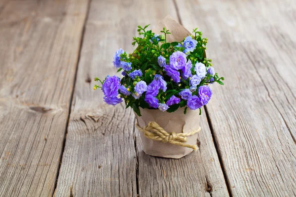 Fiori di spugna Campanula blu in confezione di carta, su dorso in legno — Foto Stock