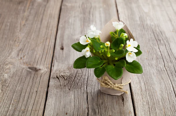 Flores Saintpaulias blancas en envases de papel, sobre fondo de madera —  Fotos de Stock