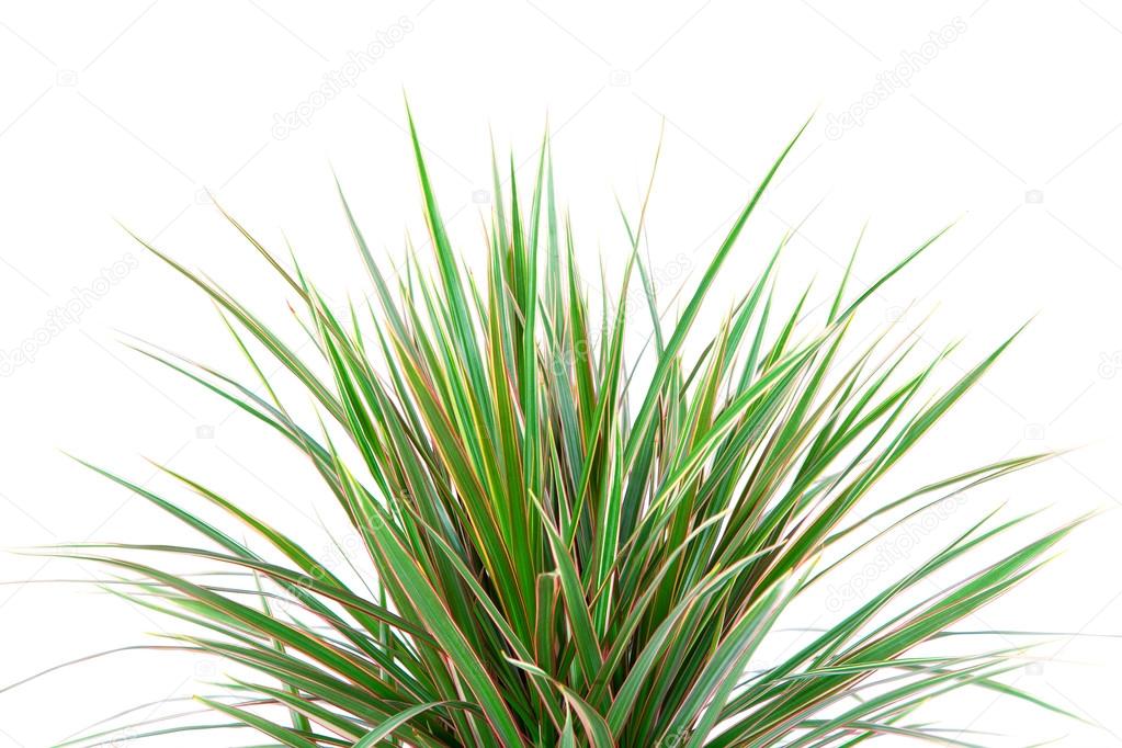 Dracaena leaves close up on a white background