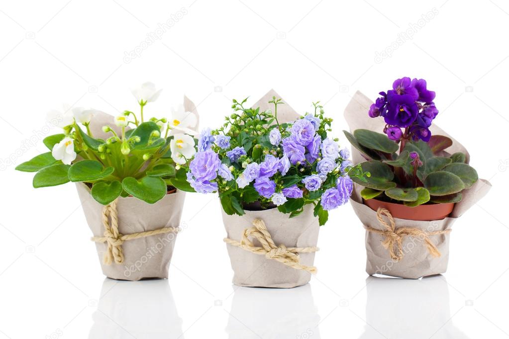 blue Campanula terry, blue and white Saintpaulias flowers in pap