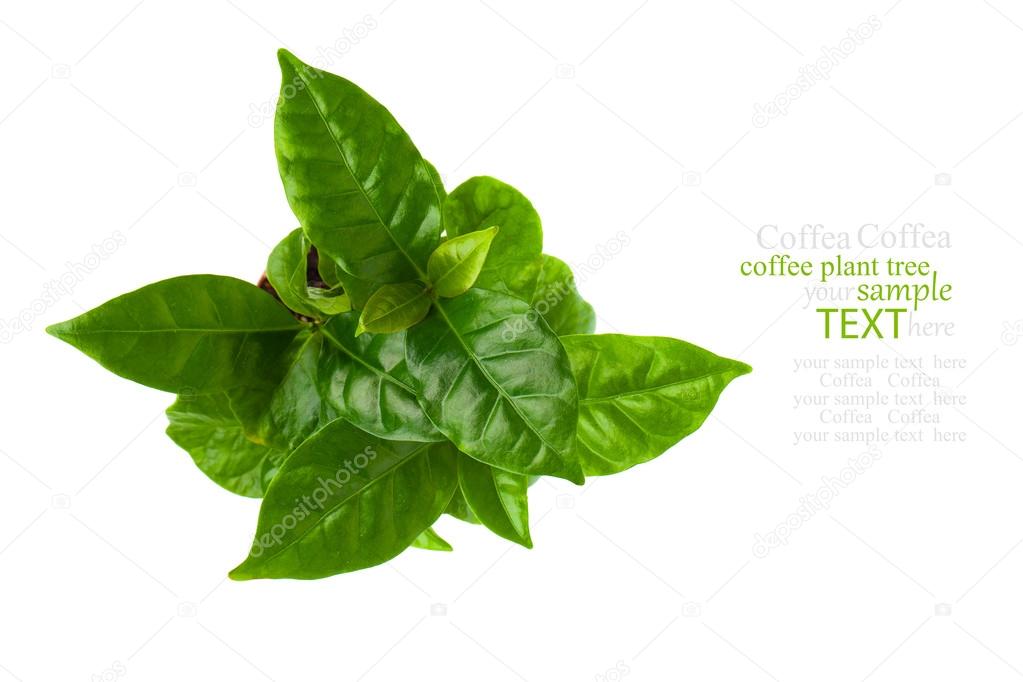 Top view of coffee plant tree, isolated on white background