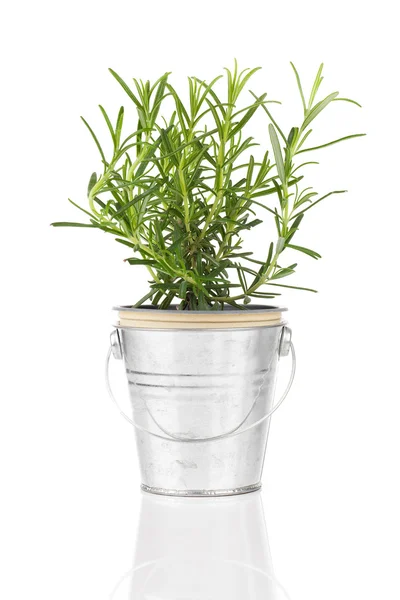 Rosemary herb plant growing in a distressed pewter pot, isolated — Stock Photo, Image