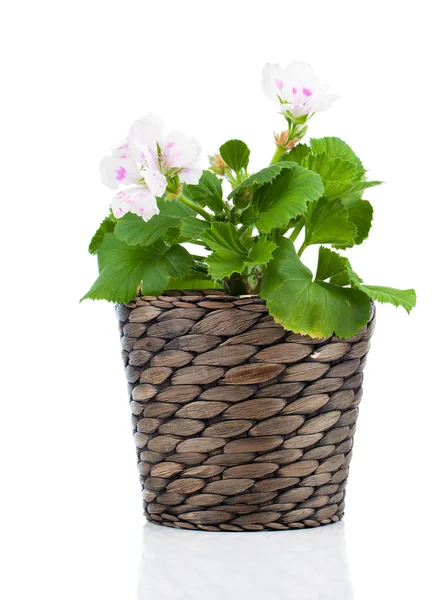 Koninklijke Pelargonium - Geranium in pot, geïsoleerd op een witte pagina — Stockfoto