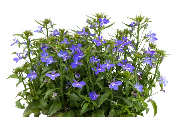 Een takje van blauwe lobelia op een witte achtergrond. — Stockfoto