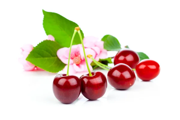 Sweet cherries with flowers, isolated on white background — Stock Photo, Image