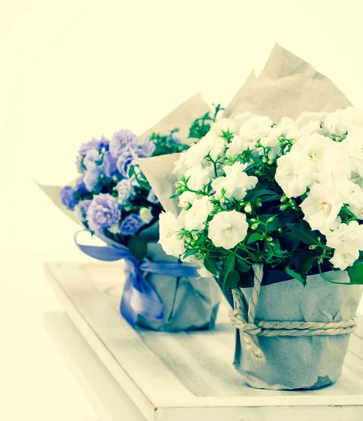 风铃特里与纸包装材料中的蓝色和白色的花朵 — 图库照片