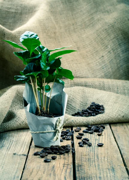 Coffee plant tree in paper packaging on sackcloth, wooden backgr — Stock Photo, Image