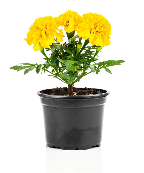Marigold flower in pot on white background — Stock Photo, Image