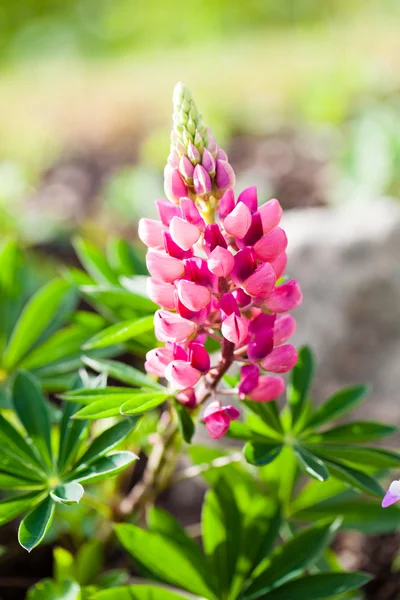 Rara flor rosa de Lupin (Lupinus) en el verano —  Fotos de Stock