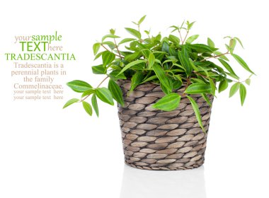 Beyaz arka plan üzerinde izole yeşil tradescantia bitki tencerede,