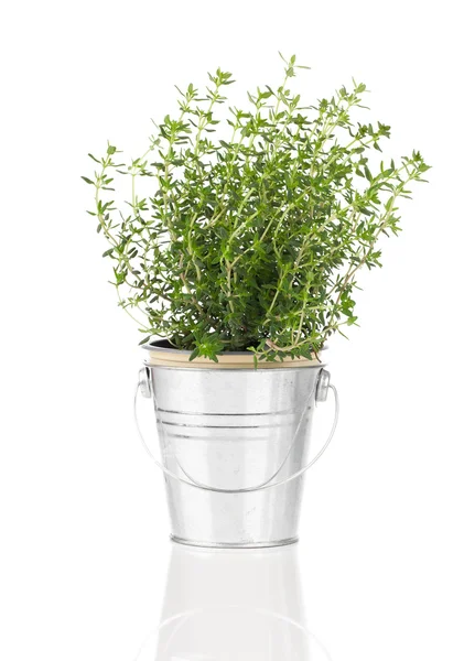 Thyme herb plant growing in a distressed pewter pot, isolated ov — Stock Photo, Image