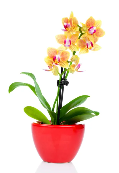 Mooie gele orchidee in pot geïsoleerd op wit — Stockfoto