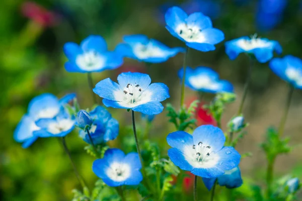 Campo di fiori Nemophila, fiori blu in giardino — Foto Stock