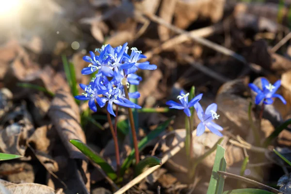 Siberische peruviana blauwe bloemen in de lente — Stockfoto