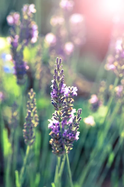 Lavendelbloemen in de zomer — Stockfoto