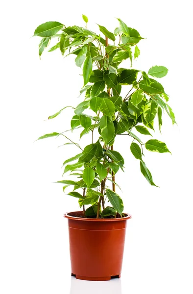 Ficus benjamina im Blumentopf isoliert auf weißem Hintergrund. — Stockfoto