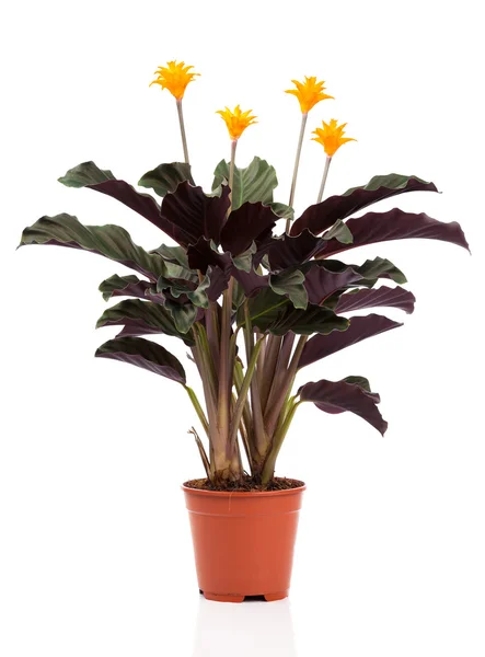 永遠の炎花 (クズウコン属 crocata オレンジ) の植木鉢 — ストック写真