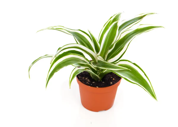 Dracaena fragrans (cornstalk dracaena) isolerad på en vit backg — Stockfoto