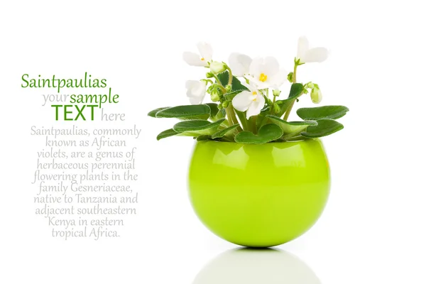 Witte Saintpaulia bloemen in groene bloempot op witte pagina — Stockfoto
